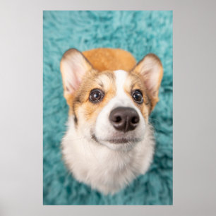 Cutest Baby djur Sweet Corgi Puppy Ansikte Poster