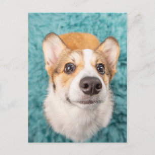 Cutest Baby djur Sweet Corgi Puppy Ansikte Vykort
