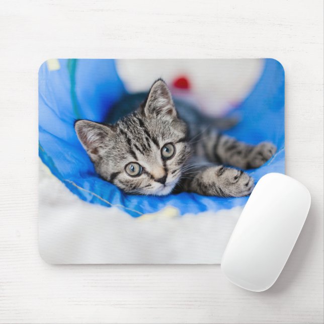 Cutest Baby djur | Tabby Kitten i Play Tunnel Musmatta (Med mus)