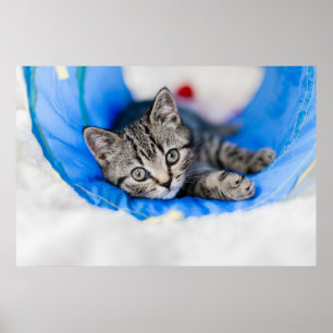 Cutest Baby djur Tabby Kitten i Play Tunnel Poster