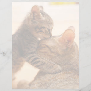 Cutest Baby djur Tabby Kitten Kiss
