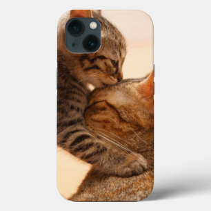 Cutest Baby djur Tabby Kitten Kiss