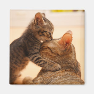 Cutest Baby djur Tabby Kitten Kiss Magnet
