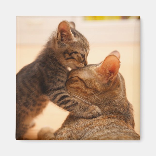 Cutest Baby djur | Tabby Kitten Kiss Magnet (Framsidan)