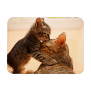 Cutest Baby djur Tabby Kitten Kiss Magnet