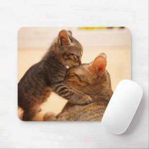 Cutest Baby djur Tabby Kitten Kiss Musmatta