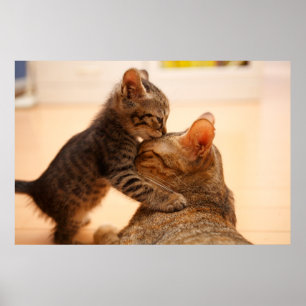 Cutest Baby djur Tabby Kitten Kiss Poster