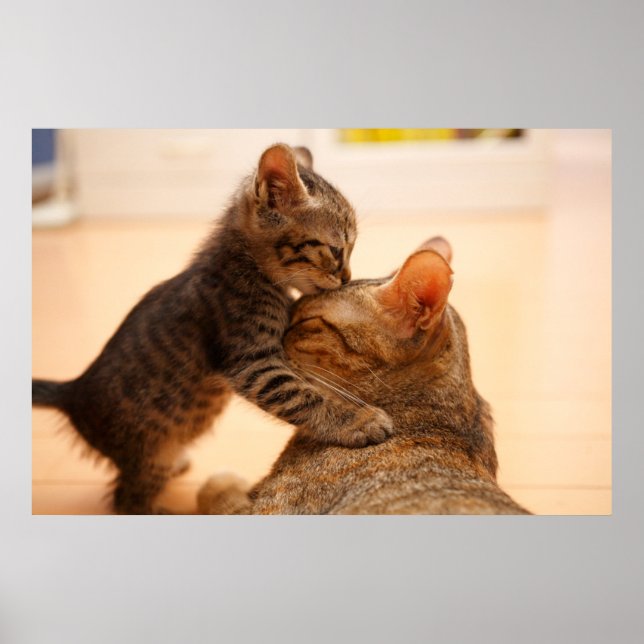 Cutest Baby djur | Tabby Kitten Kiss Poster (Framsidan)