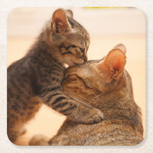 Cutest Baby djur   Tabby Kitten Kiss Underlägg Papper Kvadrat