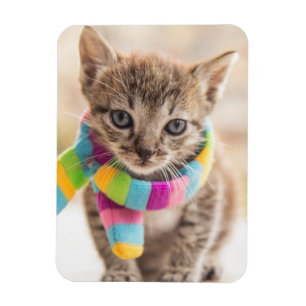 Cutest Baby djur Tabby Kitten Rainbow Scarf Magnet