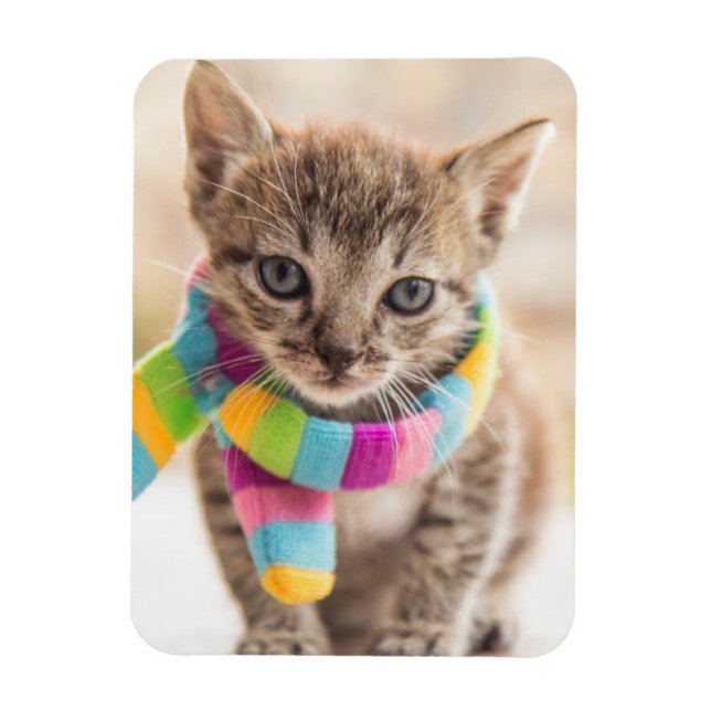 Cutest Baby djur | Tabby Kitten Rainbow Scarf Magnet (Vertikal)
