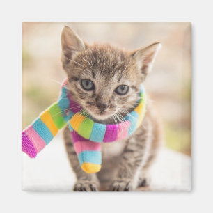 Cutest Baby djur Tabby Kitten Rainbow Scarf Magnet