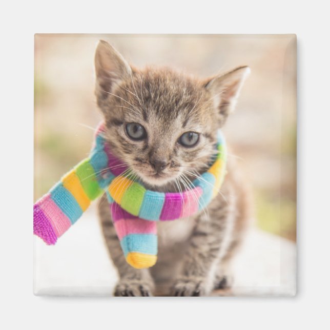 Cutest Baby djur | Tabby Kitten Rainbow Scarf Magnet (Framsidan)