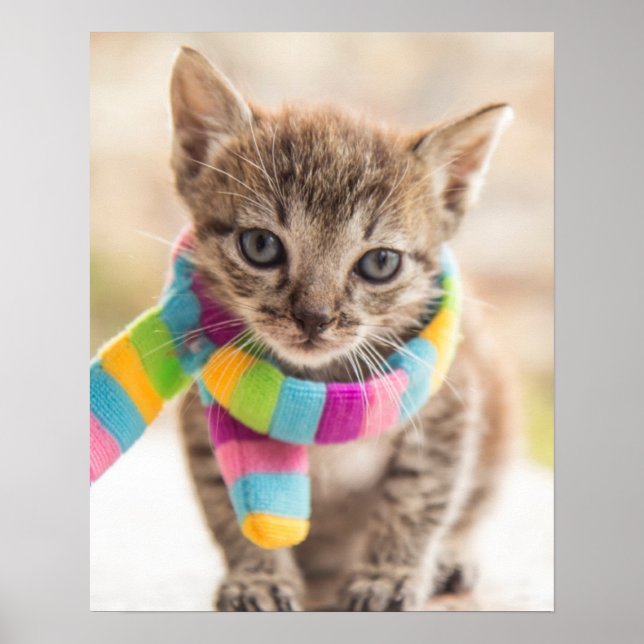 Cutest Baby djur | Tabby Kitten Rainbow Scarf Poster (Framsidan)