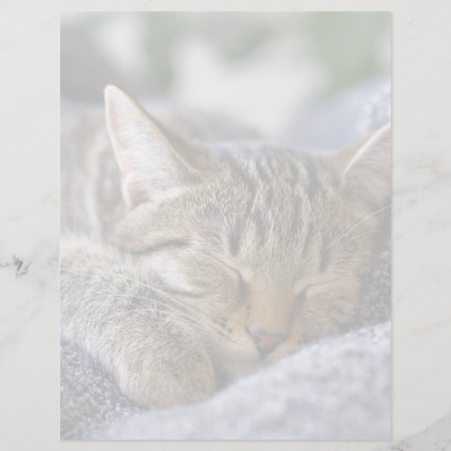Cutest Baby djur | Tabby Kitten Sleeping (Framsida)