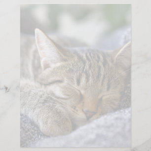 Cutest Baby djur Tabby Kitten Sleeping