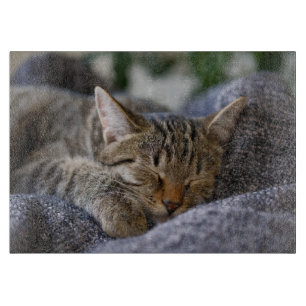 Cutest Baby djur   Tabby Kitten Sleeping