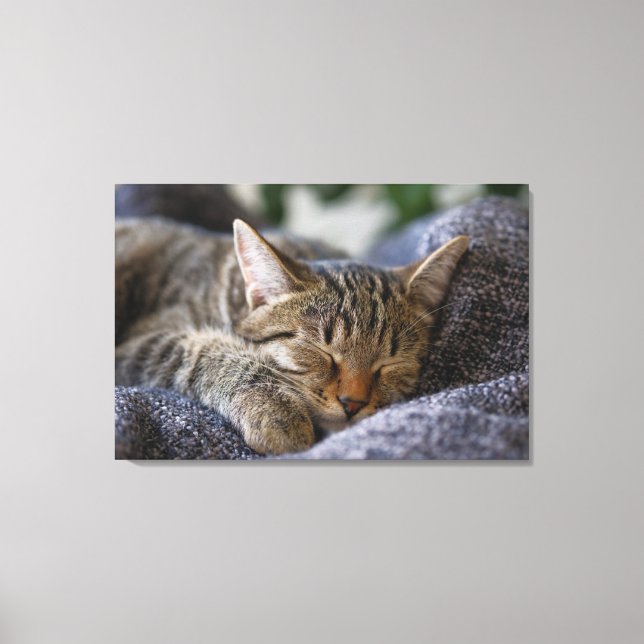 Cutest Baby djur | Tabby Kitten Sleeping Canvastryck (Framsida)