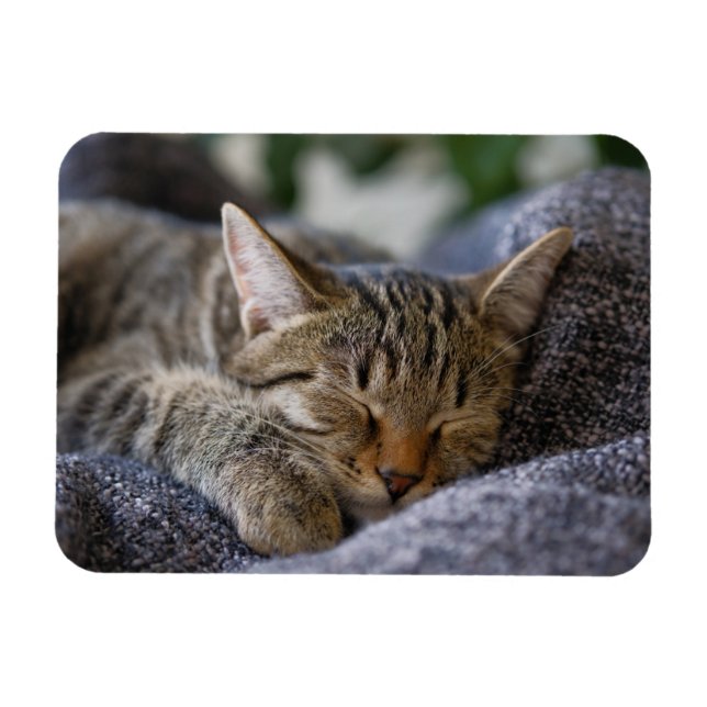 Cutest Baby djur | Tabby Kitten Sleeping Magnet (Horisontell)