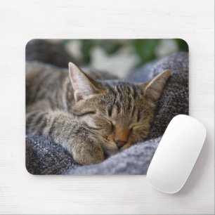 Cutest Baby djur Tabby Kitten Sleeping Musmatta