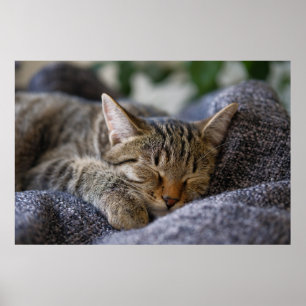 Cutest Baby djur Tabby Kitten Sleeping Poster