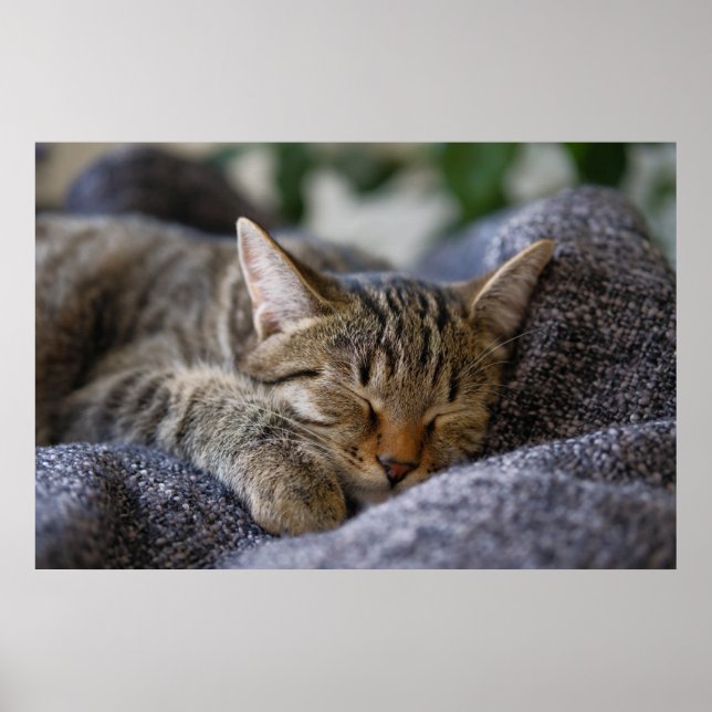 Cutest Baby djur | Tabby Kitten Sleeping Poster (Framsidan)