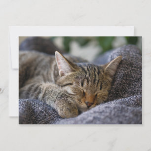 Cutest Baby djur Tabby Kitten Sleeping Tack Kort