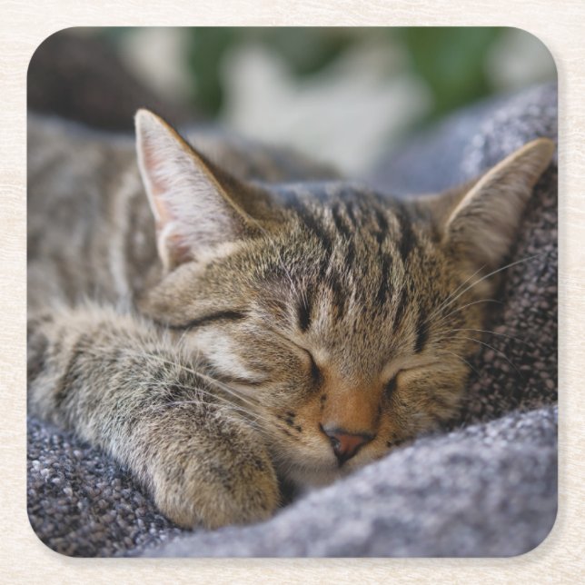 Cutest Baby djur | Tabby Kitten Sleeping Underlägg Papper Kvadrat (Framsidan)