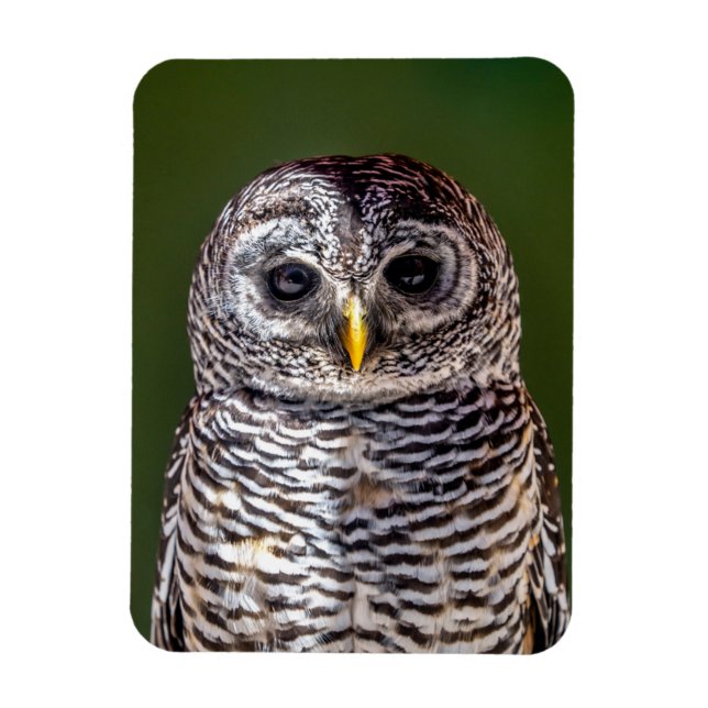 Cutest Baby djur | Tawny Uggla Magnet (Vertikal)