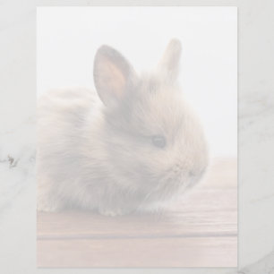 Cutest Baby djur Tiny Baby Bunny