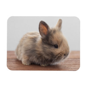 Cutest Baby djur Tiny Baby Bunny Magnet