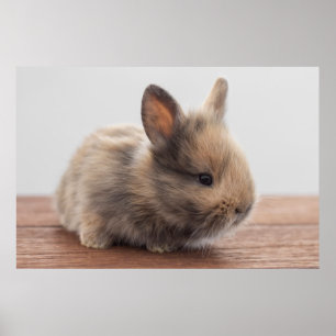 Cutest Baby djur   Tiny Baby Bunny Poster