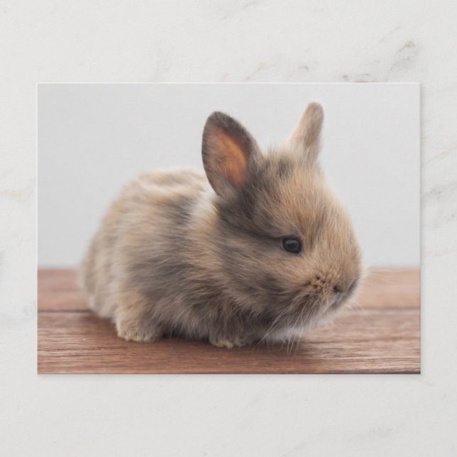 Cutest Baby djur | Tiny Baby Bunny Vykort (Framsida)