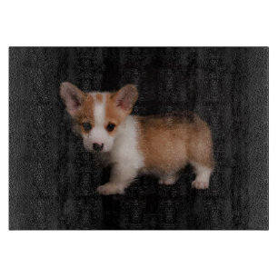 Cutest Baby djur Tiny Corgi
