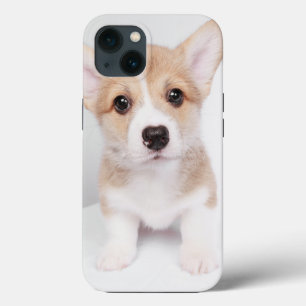 Cutest Baby djur   Tiny Corgi