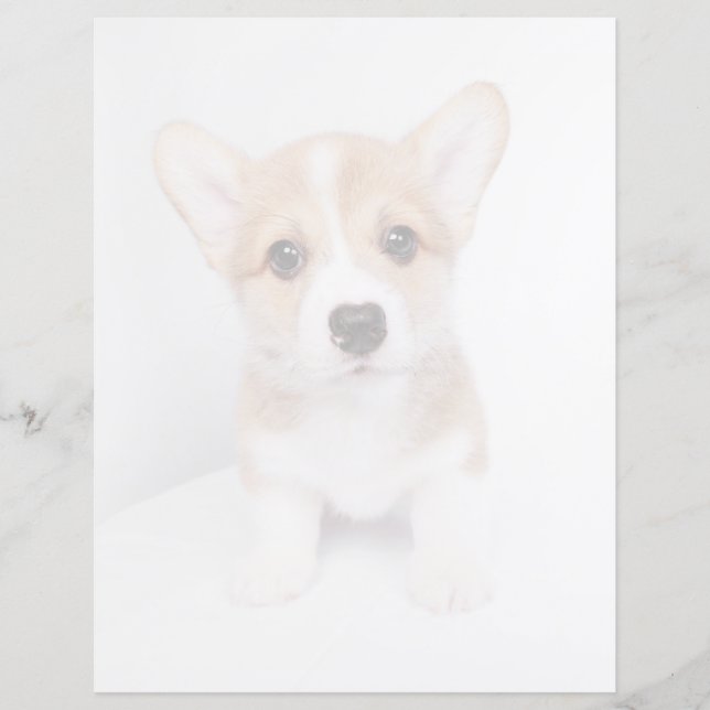 Cutest Baby djur | Tiny Corgi (Framsida)