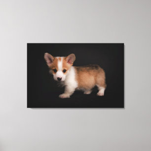 Cutest Baby djur   Tiny Corgi Canvastryck