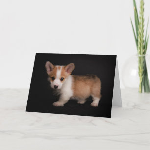 Cutest Baby djur Tiny Corgi Kort
