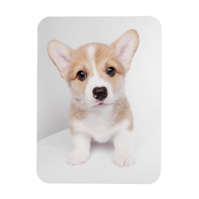 Cutest Baby djur | Tiny Corgi Magnet (Vertikal)