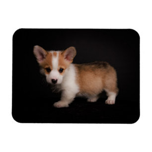 Cutest Baby djur Tiny Corgi Magnet