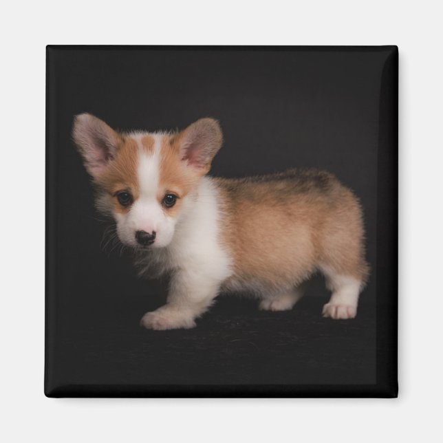 Cutest Baby djur | Tiny Corgi Magnet (Framsidan)