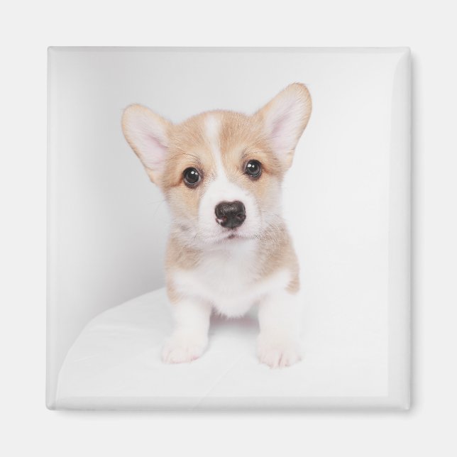 Cutest Baby djur | Tiny Corgi Magnet (Framsidan)