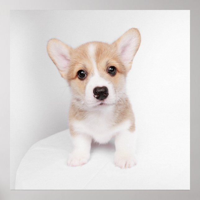 Cutest Baby djur | Tiny Corgi Poster (Framsidan)