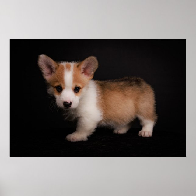 Cutest Baby djur | Tiny Corgi Poster (Framsidan)