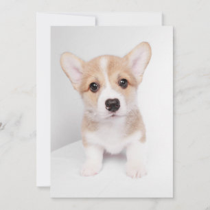 Cutest Baby djur Tiny Corgi Tack Kort