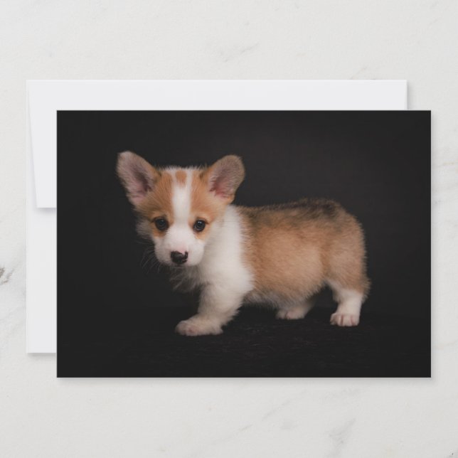 Cutest Baby djur | Tiny Corgi Tack Kort (Framsida)