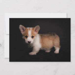 Cutest Baby djur Tiny Corgi Tack Kort
