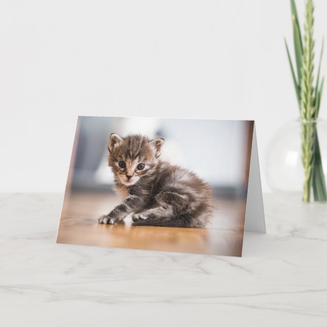 Cutest Baby djur | Tiny Tabby Kitten Kort (Framsida)