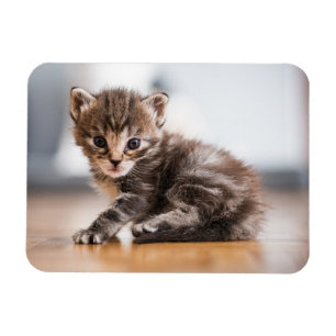 Cutest Baby djur Tiny Tabby Kitten Magnet