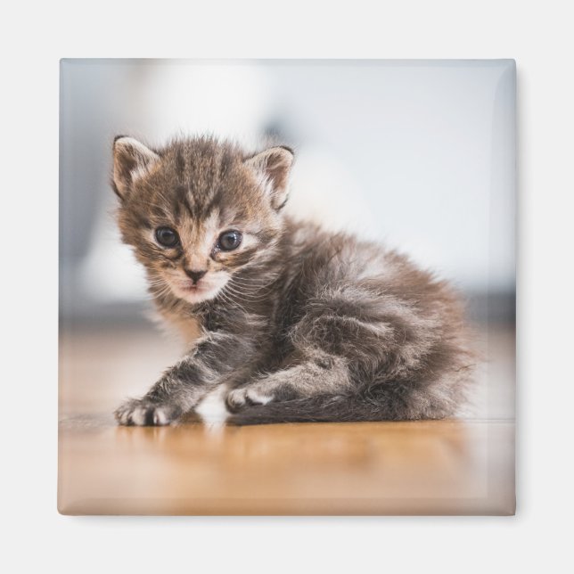 Cutest Baby djur | Tiny Tabby Kitten Magnet (Framsidan)